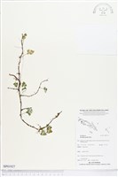 登錄號:BP01927藏品圖，第1張