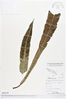 登錄號:BP01928藏品圖，第1張