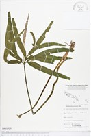 錫蘭七指蕨藏品圖，第1張