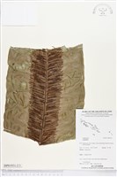 登錄號:BP01931藏品圖，第2張