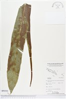 登錄號:BP01932藏品圖，第1張