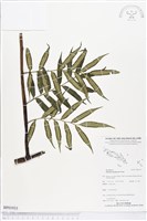 登錄號:BP01933藏品圖，第1張