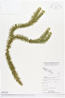 杉葉石松、展葉馬尾杉藏品圖，第1張