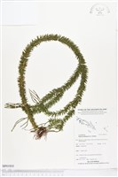 垂枝石松、垂枝馬尾杉藏品圖，第1張