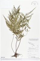 登錄號:BP01936藏品圖，第1張