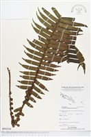 登錄號:BP01938藏品圖，第1張