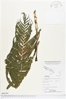 登錄號:BP01939藏品圖，第1張