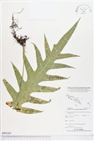 登錄號:BP01941藏品圖，第1張