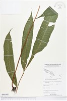 登錄號:BP01942藏品圖，第1張