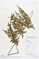 登錄號:BP01943藏品圖，第1張