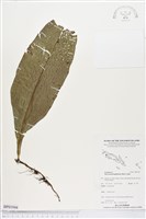 登錄號:BP01944藏品圖，第1張