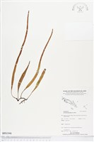 抱樹石葦藏品圖，第1張