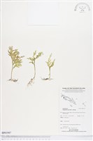 登錄號:BP01947藏品圖，第1張