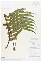 登錄號:BP01949藏品圖，第1張