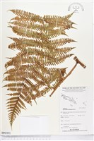 黃腺羽蕨藏品圖，第1張