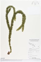 杉葉石松、展葉馬尾杉藏品圖，第1張