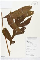 登錄號:BP01955藏品圖，第1張