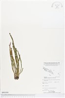 劍葉書帶蕨藏品圖，第1張