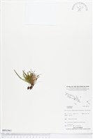 登錄號:BP01961藏品圖，第1張