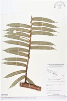 蘭嶼觀音座蓮藏品圖，第1張