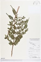 登錄號:BP01965藏品圖，第1張