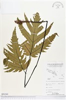 登錄號:BP01968藏品圖，第1張