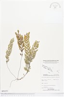 登錄號:BP01971藏品圖，第1張