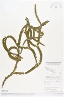 登錄號:BP01972藏品圖，第1張