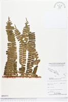 登錄號:BP01973藏品圖，第1張