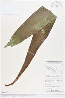 登錄號:BP01977藏品圖，第1張