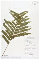 登錄號:BP01979藏品圖，第1張