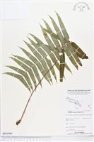 登錄號:BP01980藏品圖，第1張