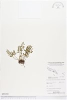 登錄號:BP01981藏品圖，第1張