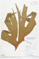 雙扇蕨藏品圖，第1張