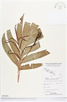 登錄號:BP01987藏品圖，第1張