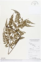 登錄號:BP01988藏品圖，第1張