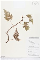 陰石蕨、陰地蕨藏品圖，第1張