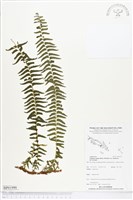 登錄號:BP01990藏品圖，第1張