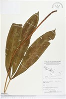 登錄號:BP01991藏品圖，第1張