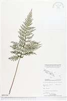 登錄號:BP01994藏品圖，第1張