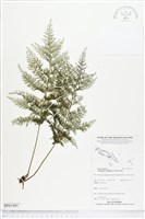 毛桿蕨藏品圖，第1張