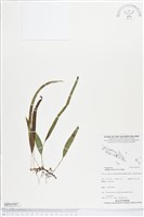 登錄號:BP01997藏品圖，第1張