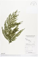 登錄號:BP01999藏品圖，第1張