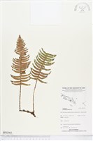 馬來陰石蕨藏品圖，第1張