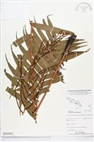 登錄號:BP02004藏品圖，第1張