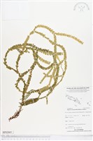 登錄號:BP02005藏品圖，第1張