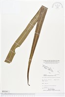 登錄號:BP02007藏品圖，第1張