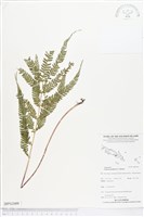 登錄號:BP02009藏品圖，第1張