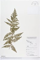 登錄號:BP02011藏品圖，第1張