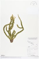 登錄號:BP02012藏品圖，第1張